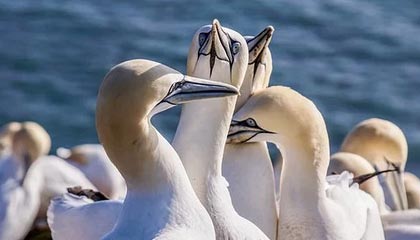 温县伴游，定制QQ：3494206190微信：act1322